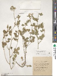 Medicago turbinata image