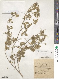 Medicago turbinata image