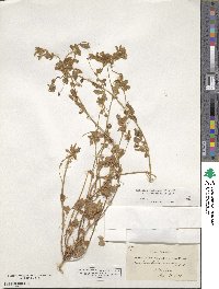 Medicago turbinata image