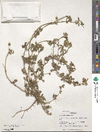 Medicago turbinata image