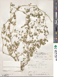 Medicago polymorpha image