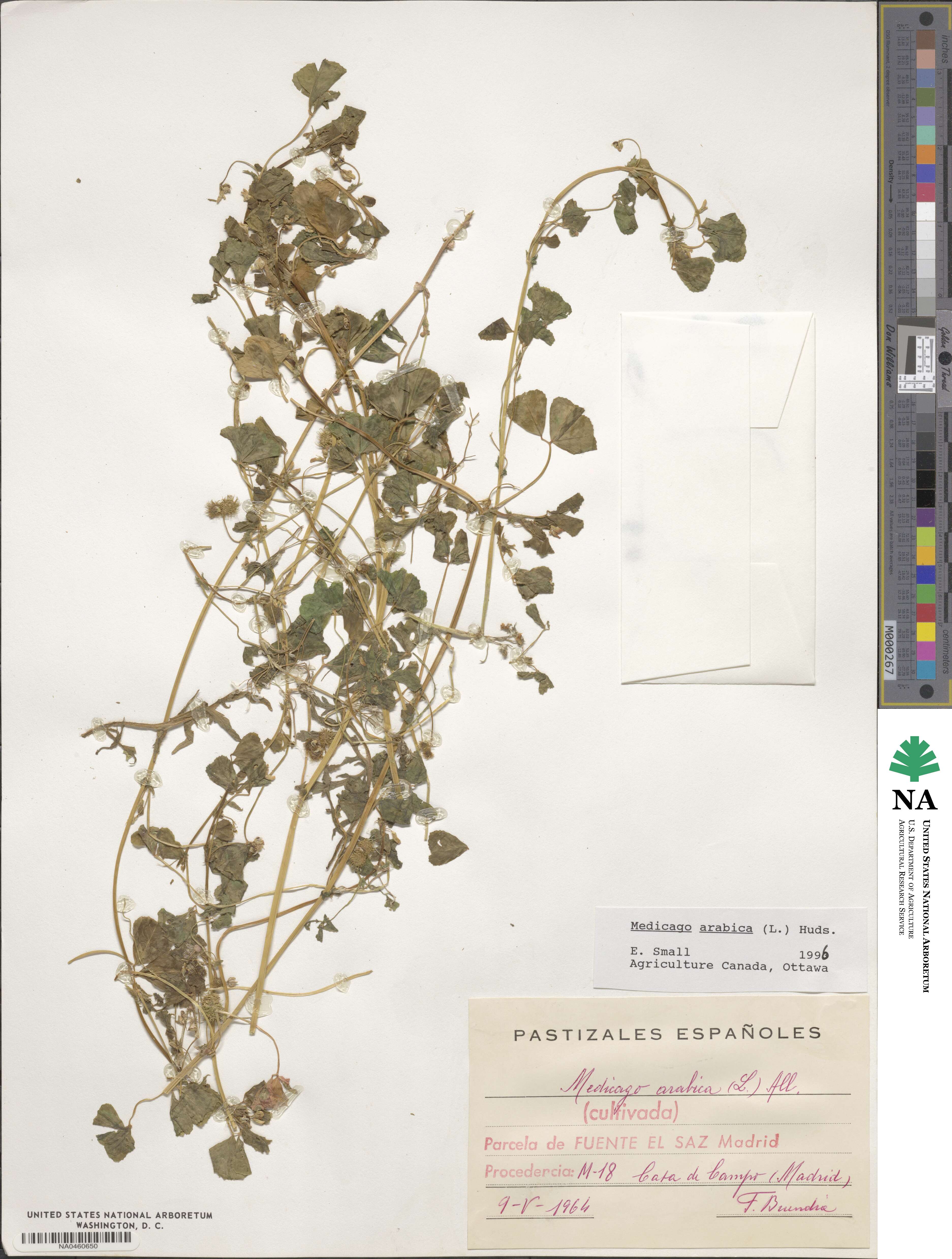 Medicago arabica image