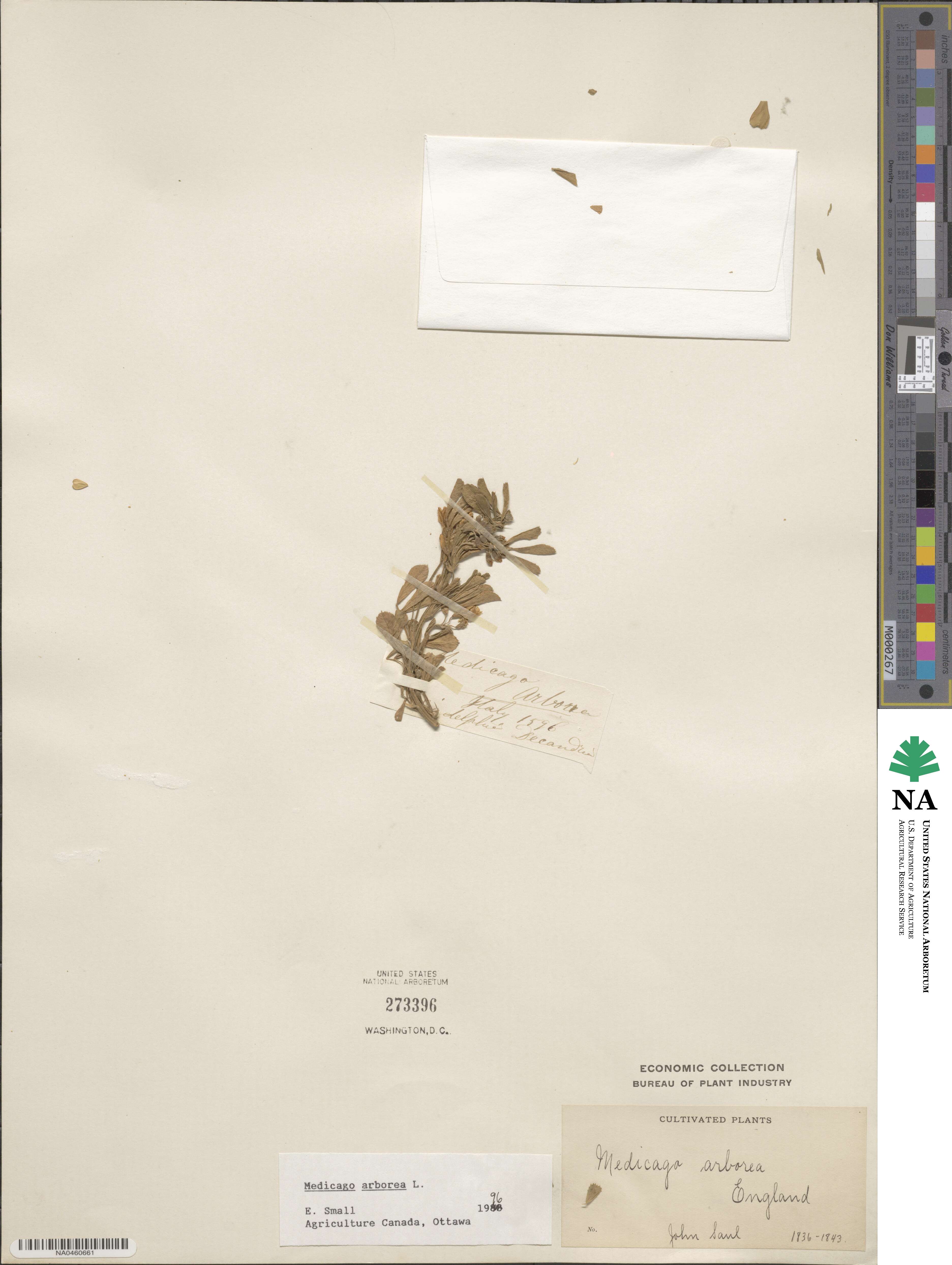 Medicago arborea image