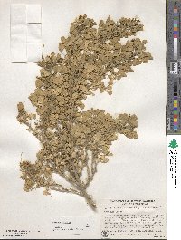 Medicago arborea image