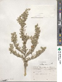 Medicago arborea image