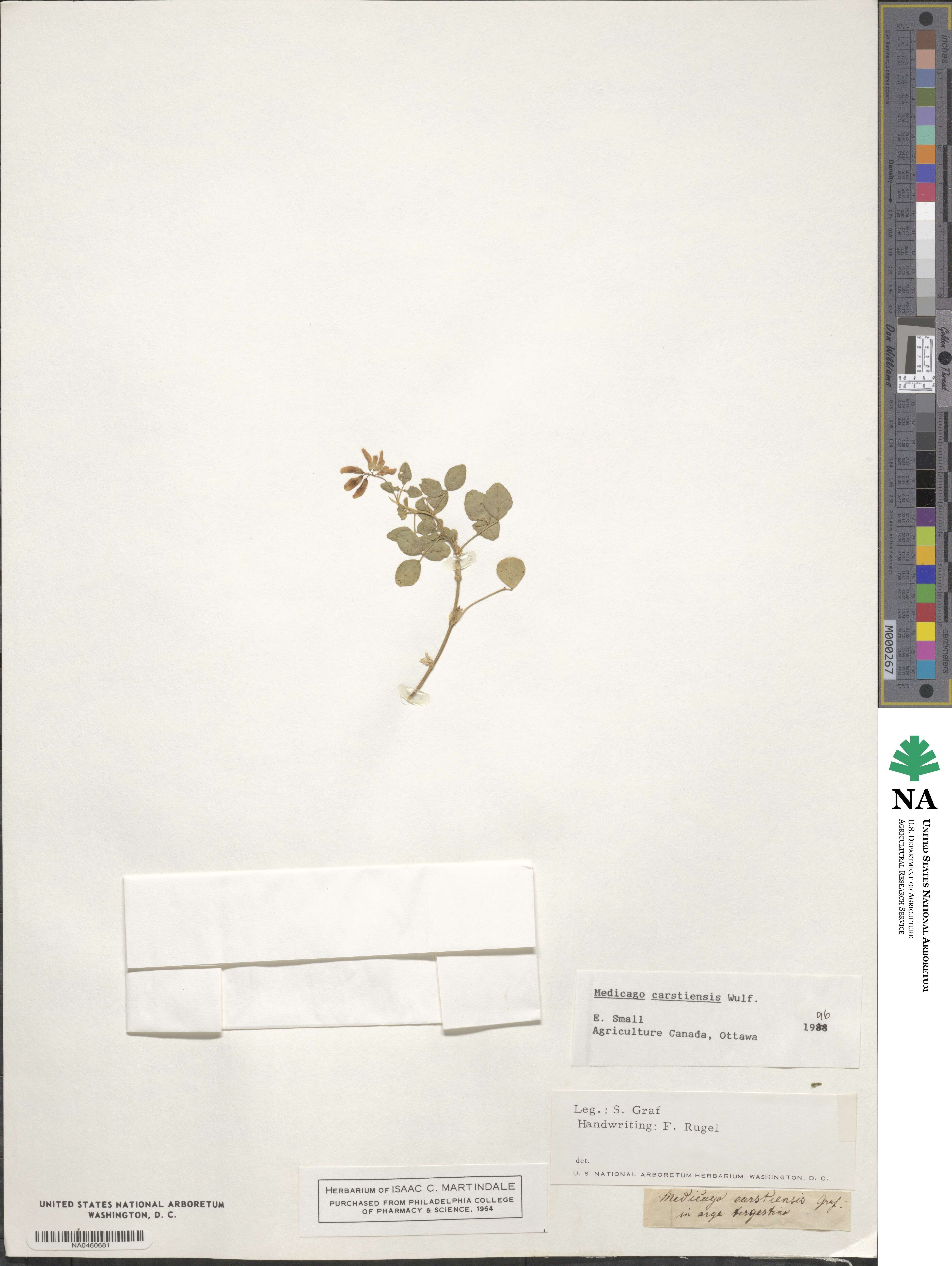 Medicago carstiensis image
