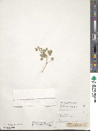 Medicago carstiensis image