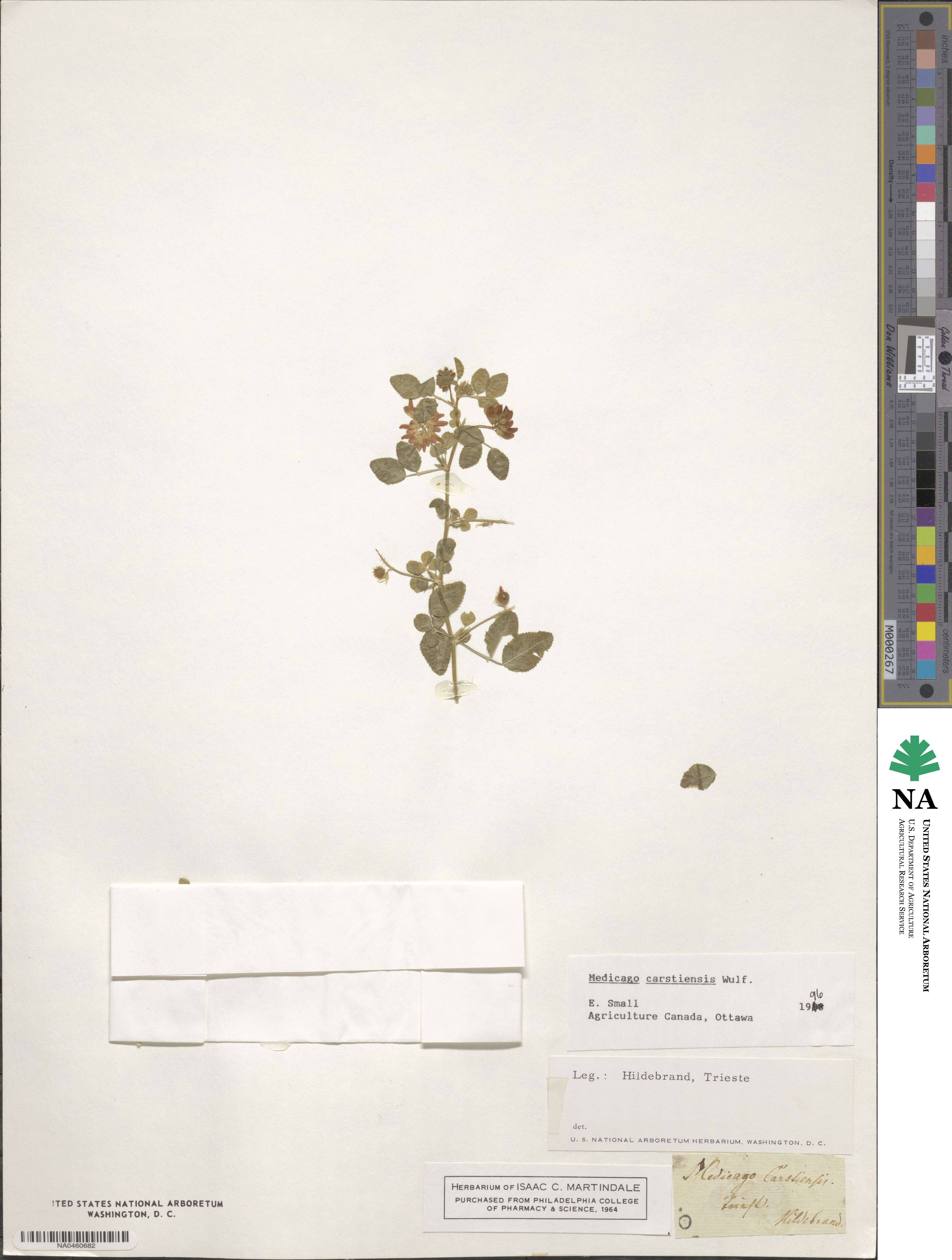 Medicago carstiensis image