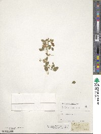 Medicago carstiensis image