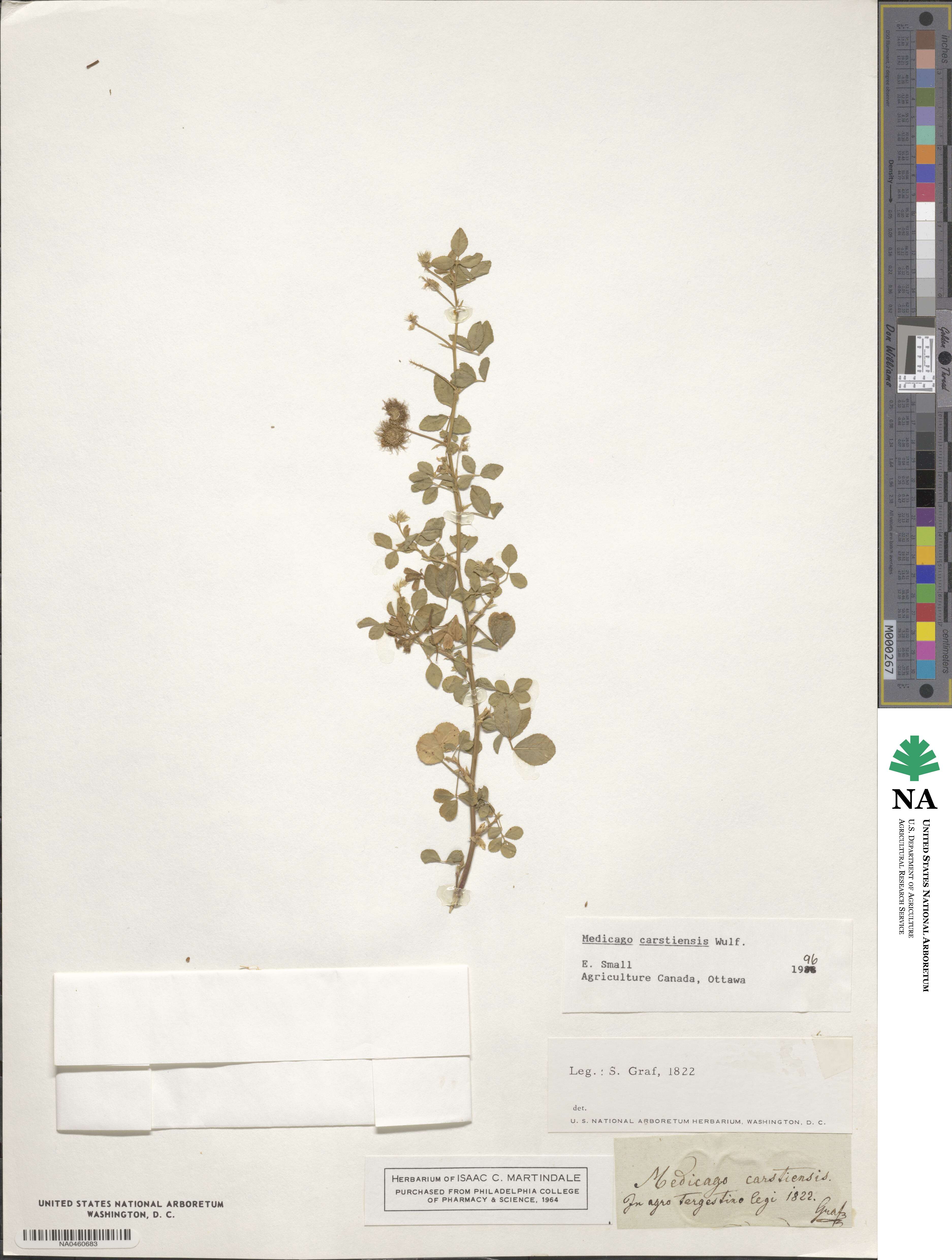 Medicago carstiensis image