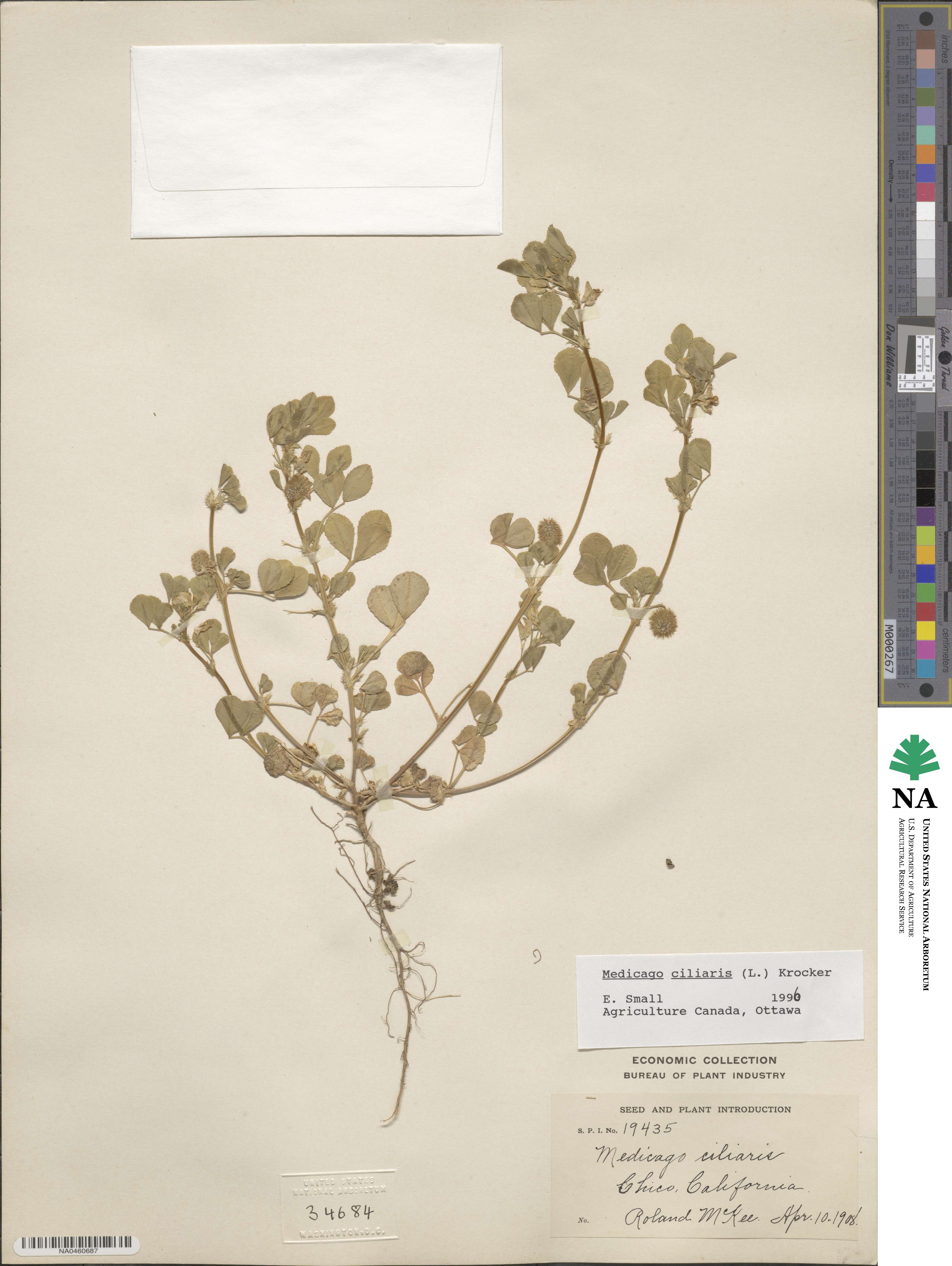 Medicago ciliaris image