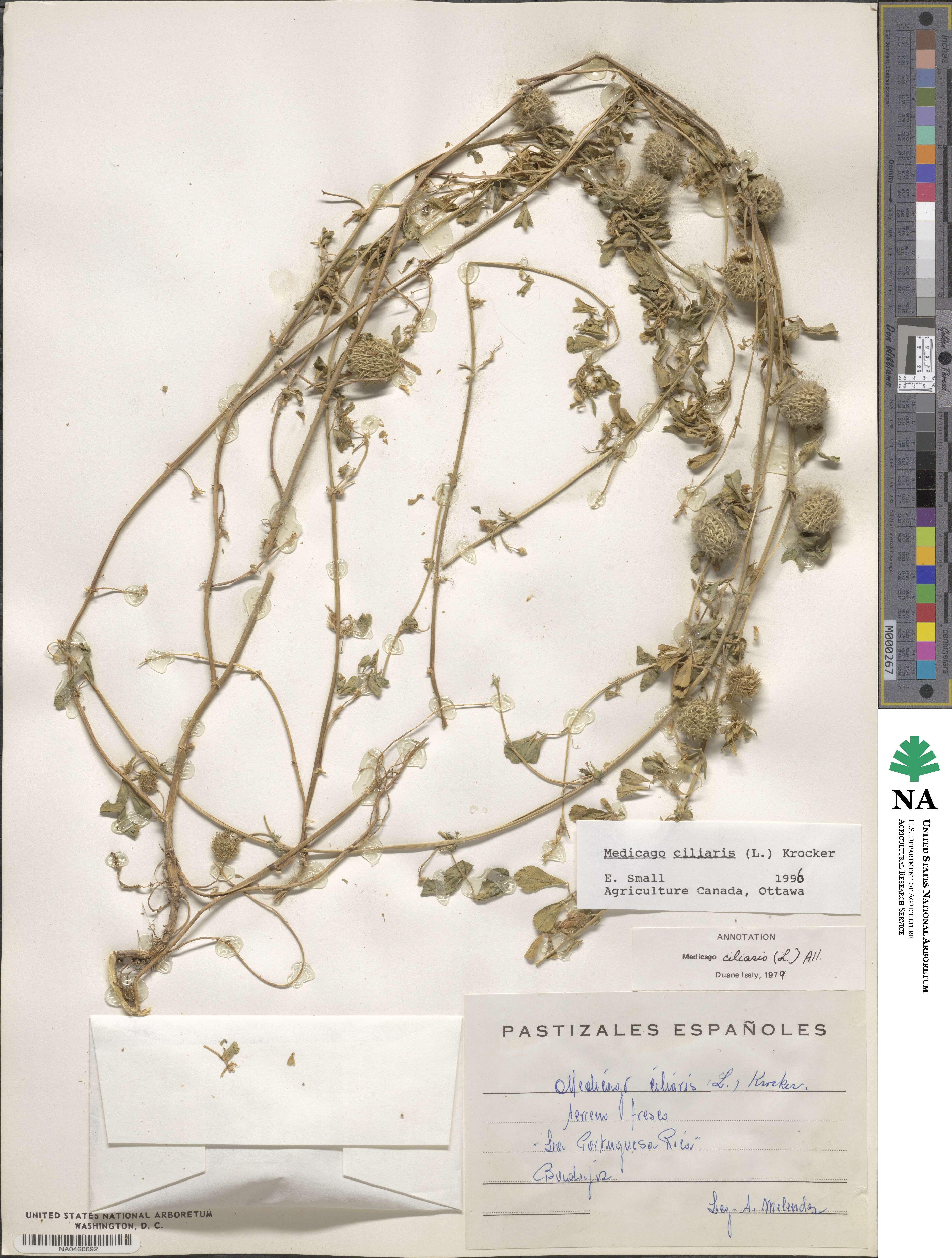 Medicago ciliaris image