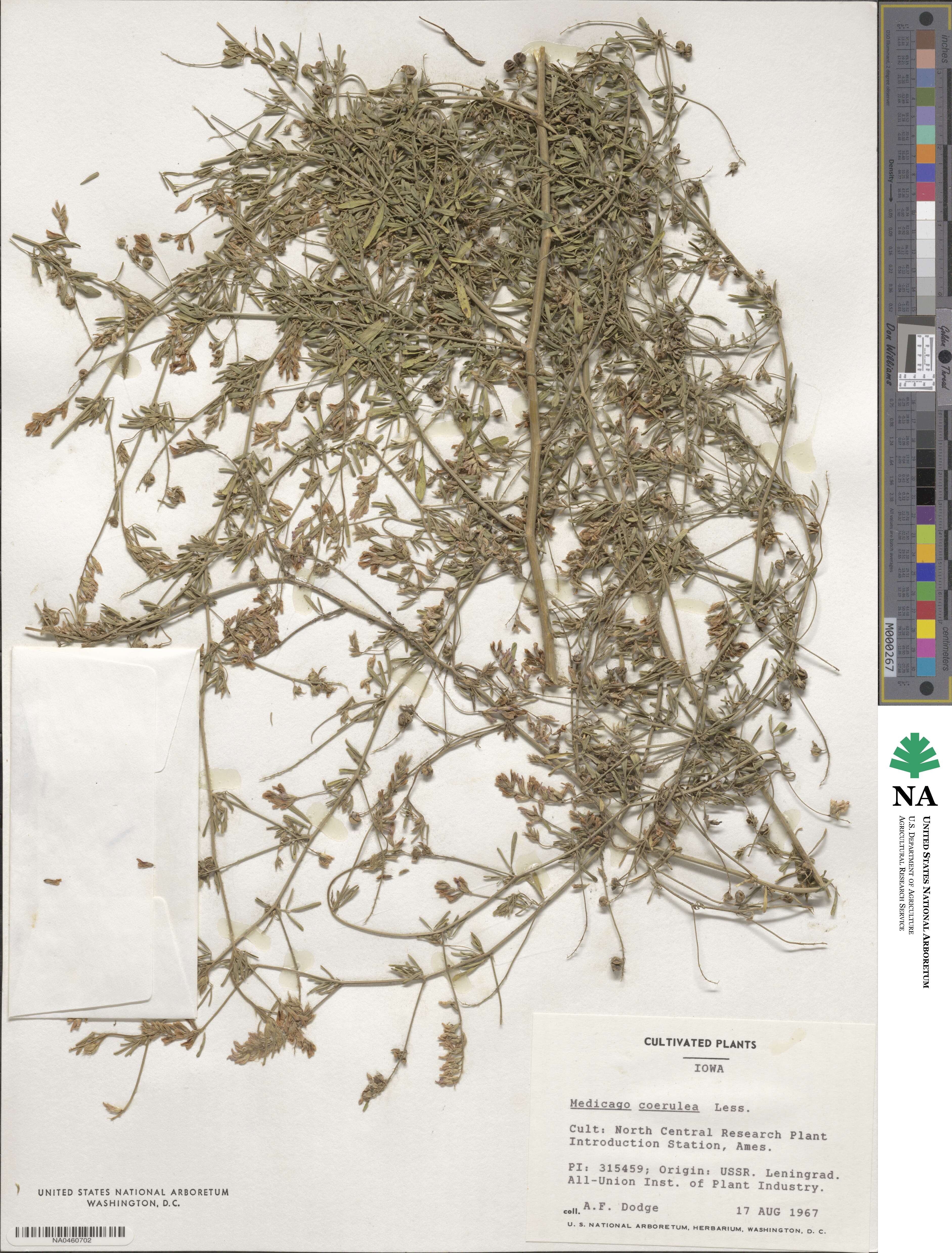 Medicago lessingii image