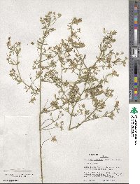 Medicago lessingii image