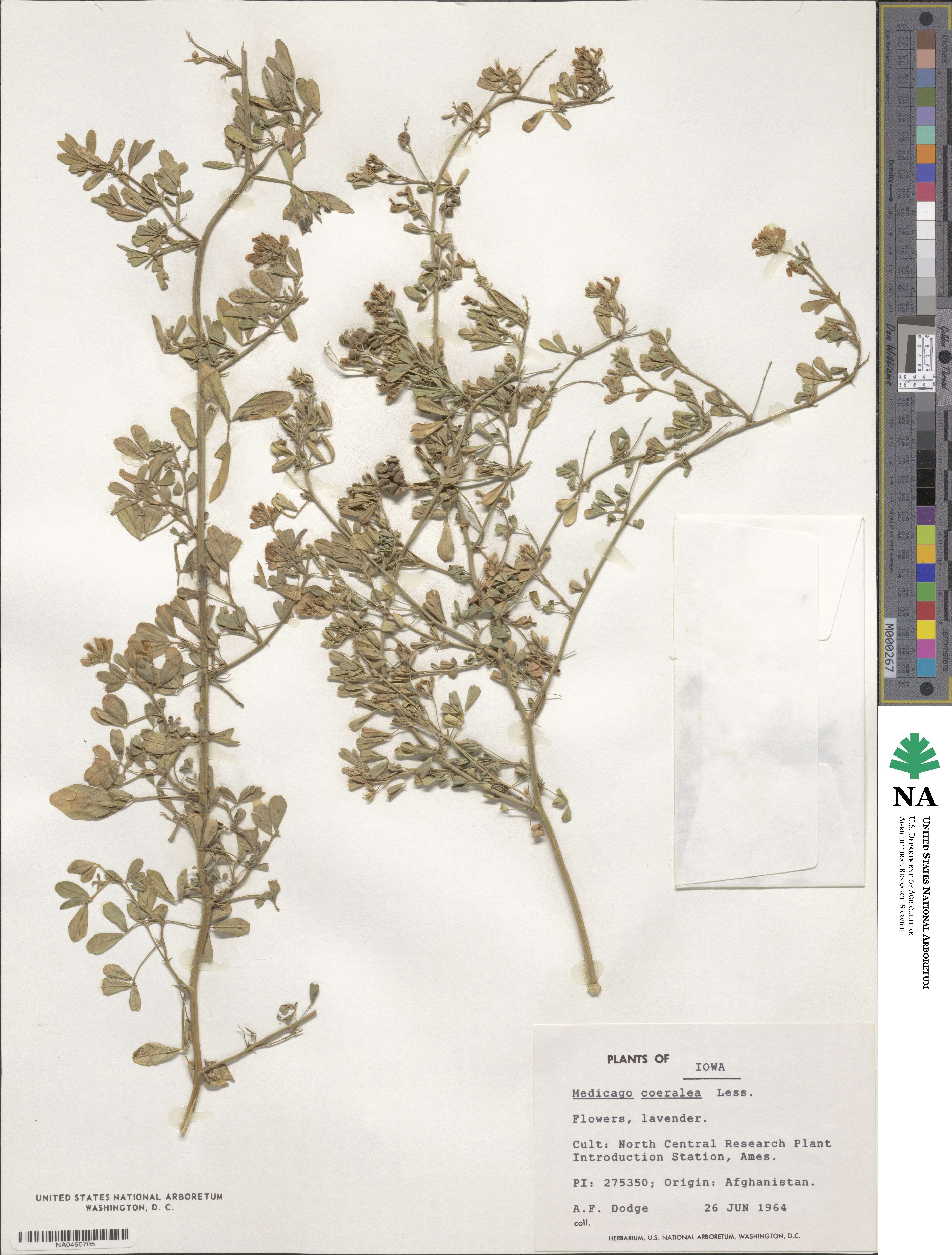 Medicago lessingii image