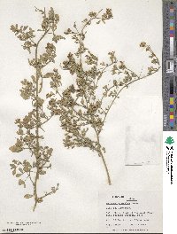 Medicago lessingii image