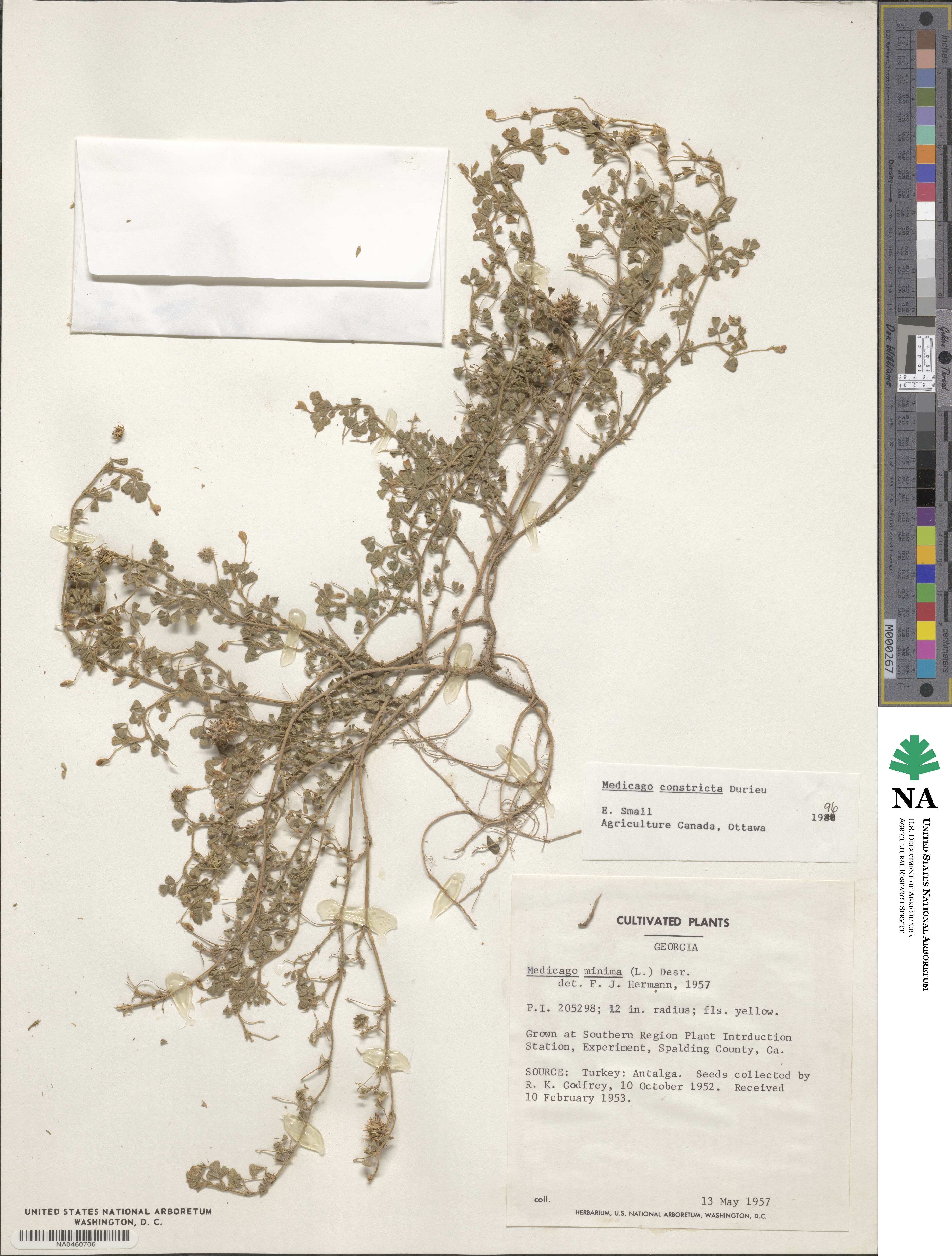 Medicago constricta image