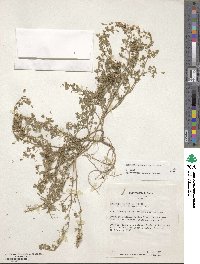 Medicago constricta image