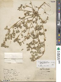 Medicago doliata image