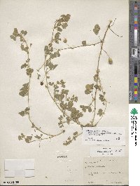 Medicago doliata image