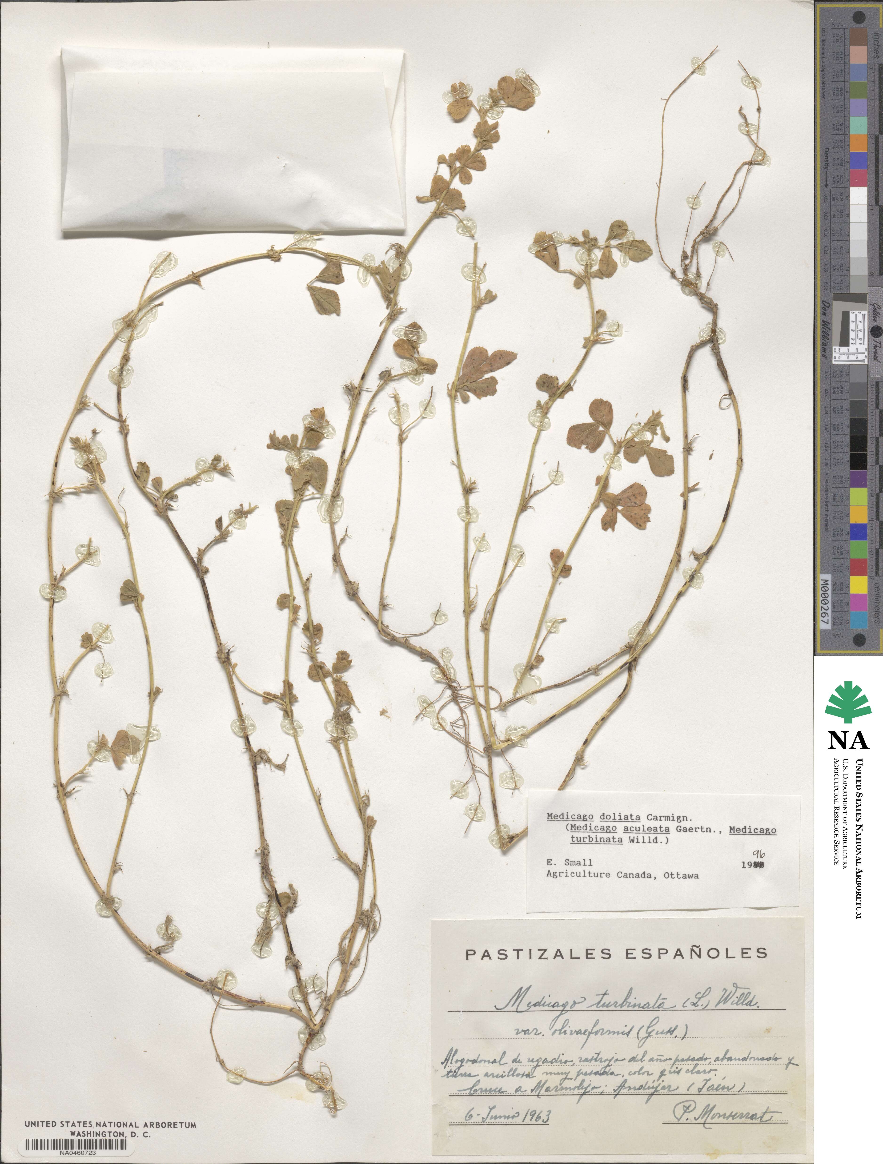 Medicago doliata image