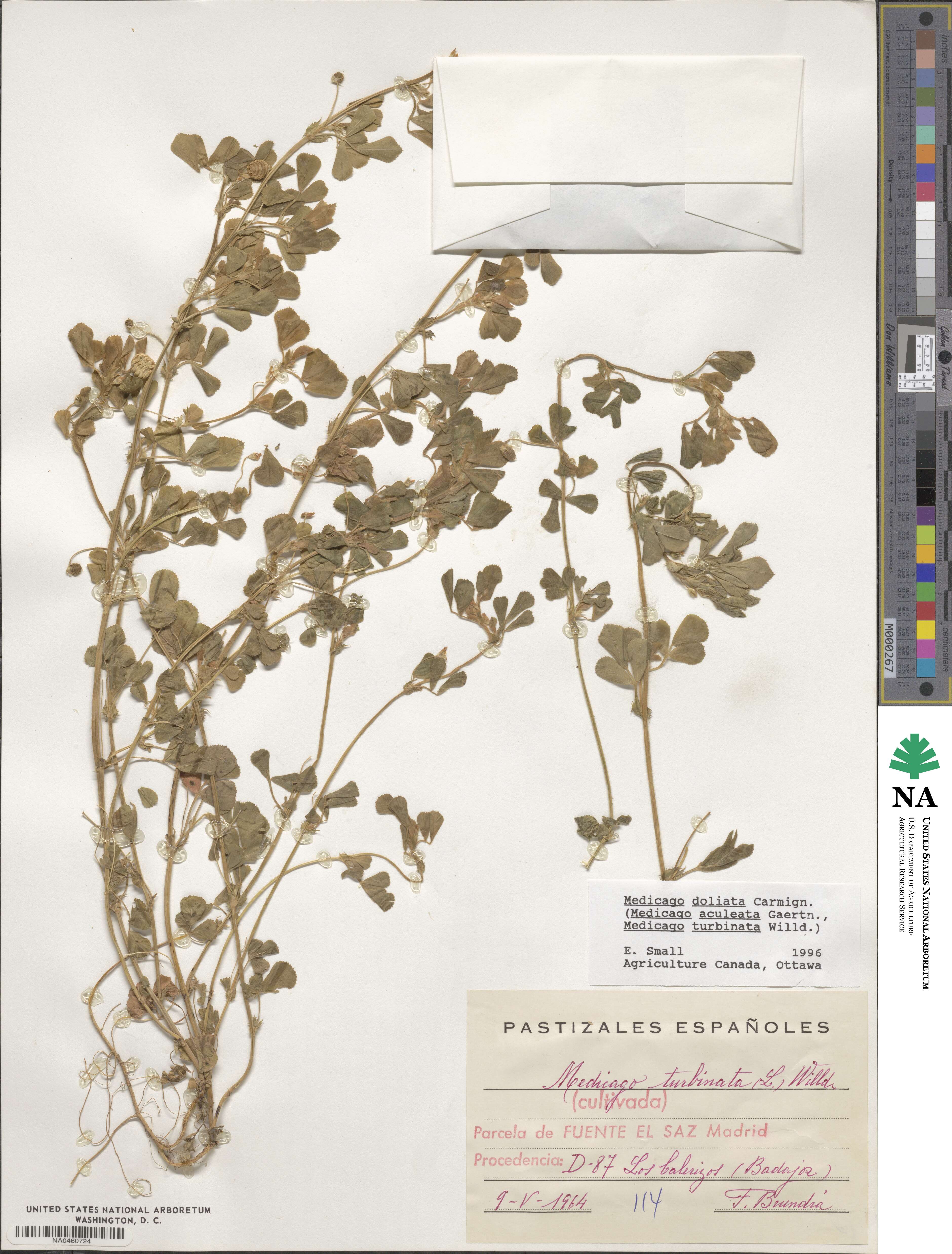 Medicago doliata image