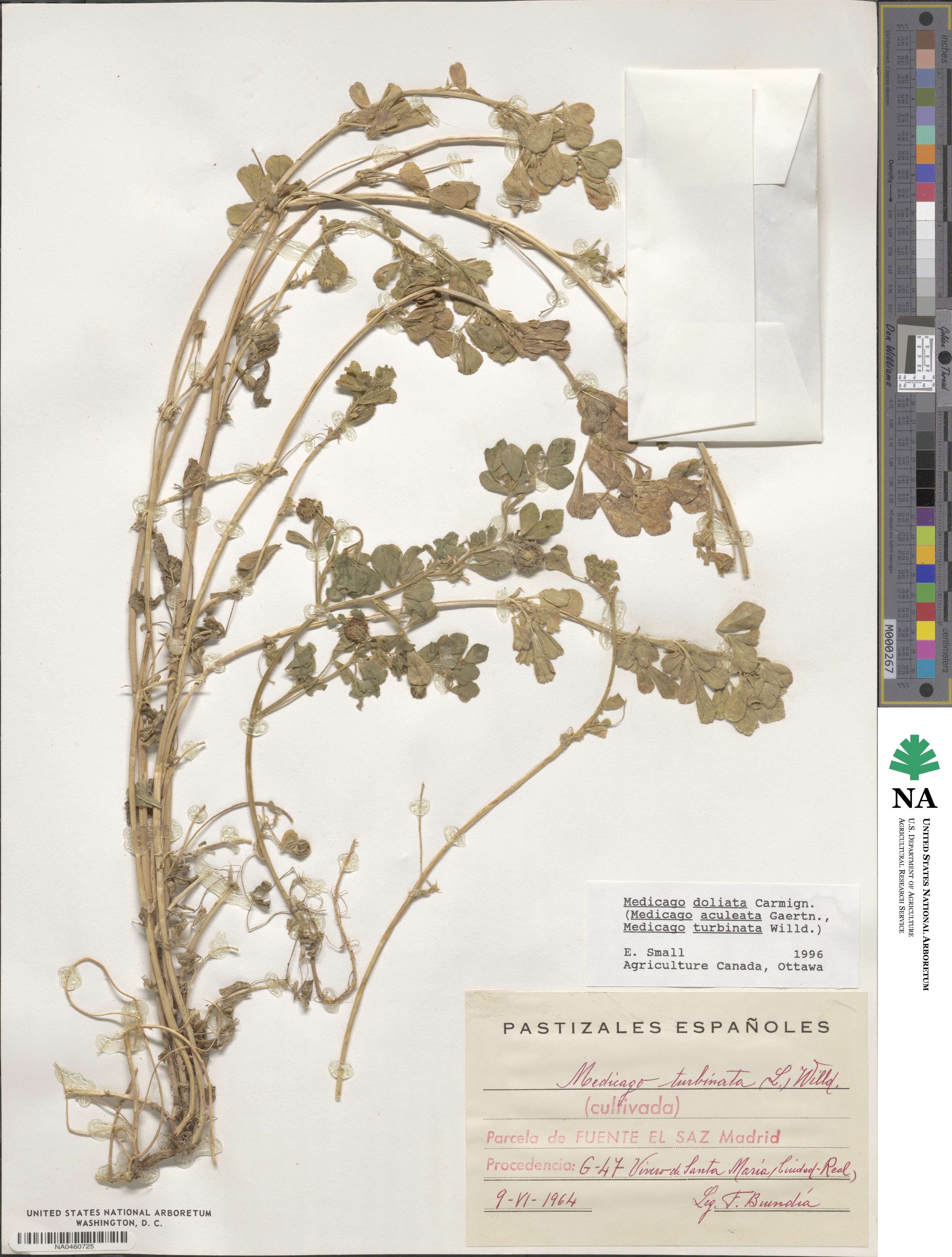 Medicago doliata image