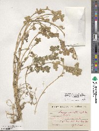 Medicago doliata image