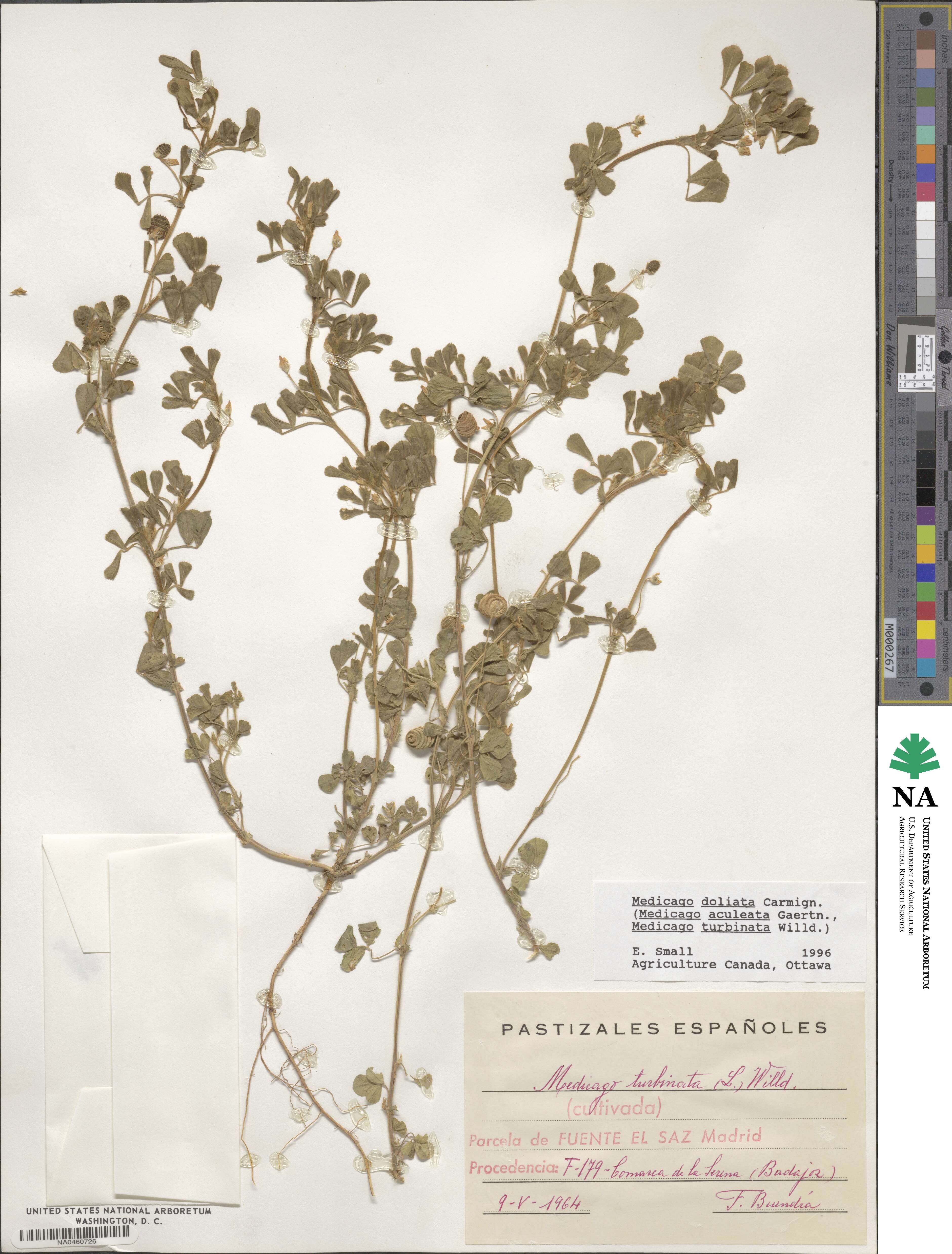 Medicago doliata image