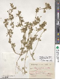 Medicago doliata image