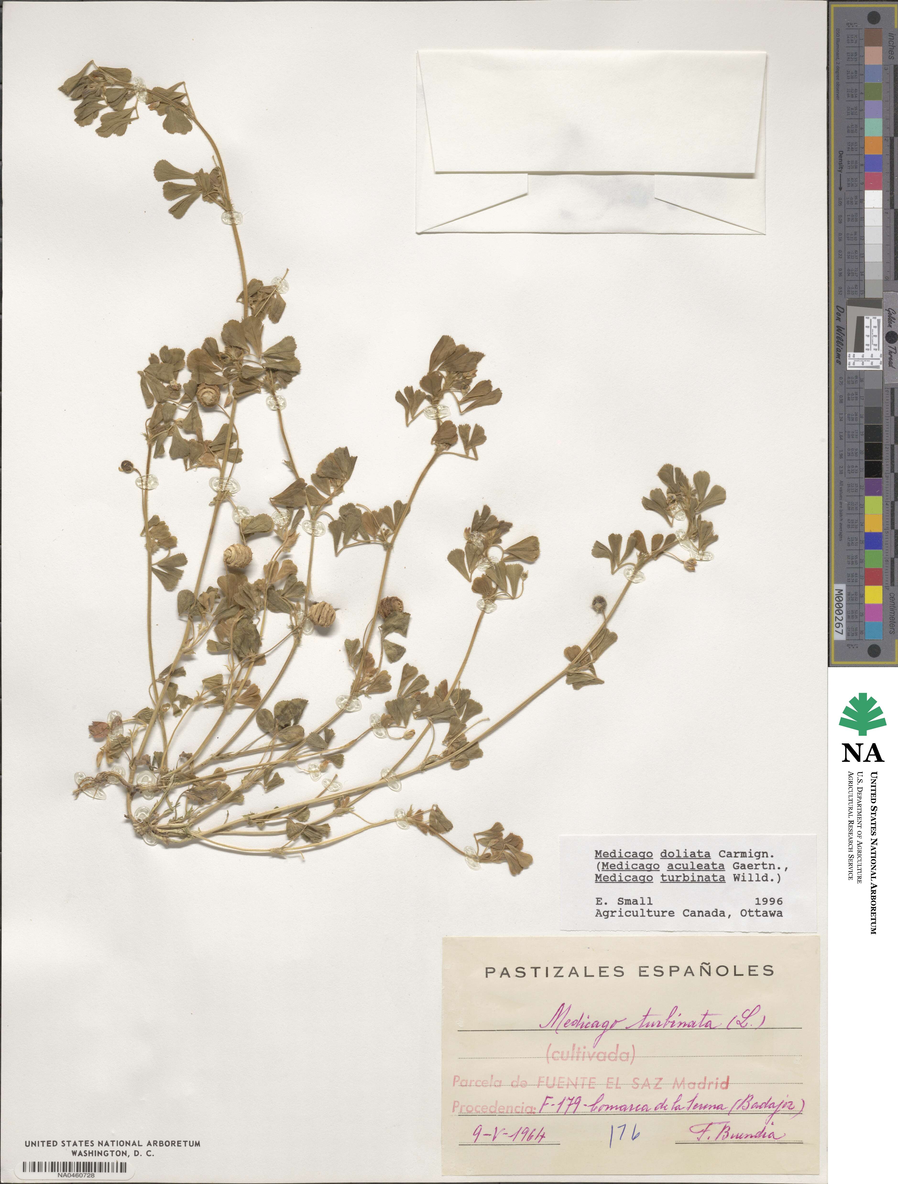 Medicago doliata image