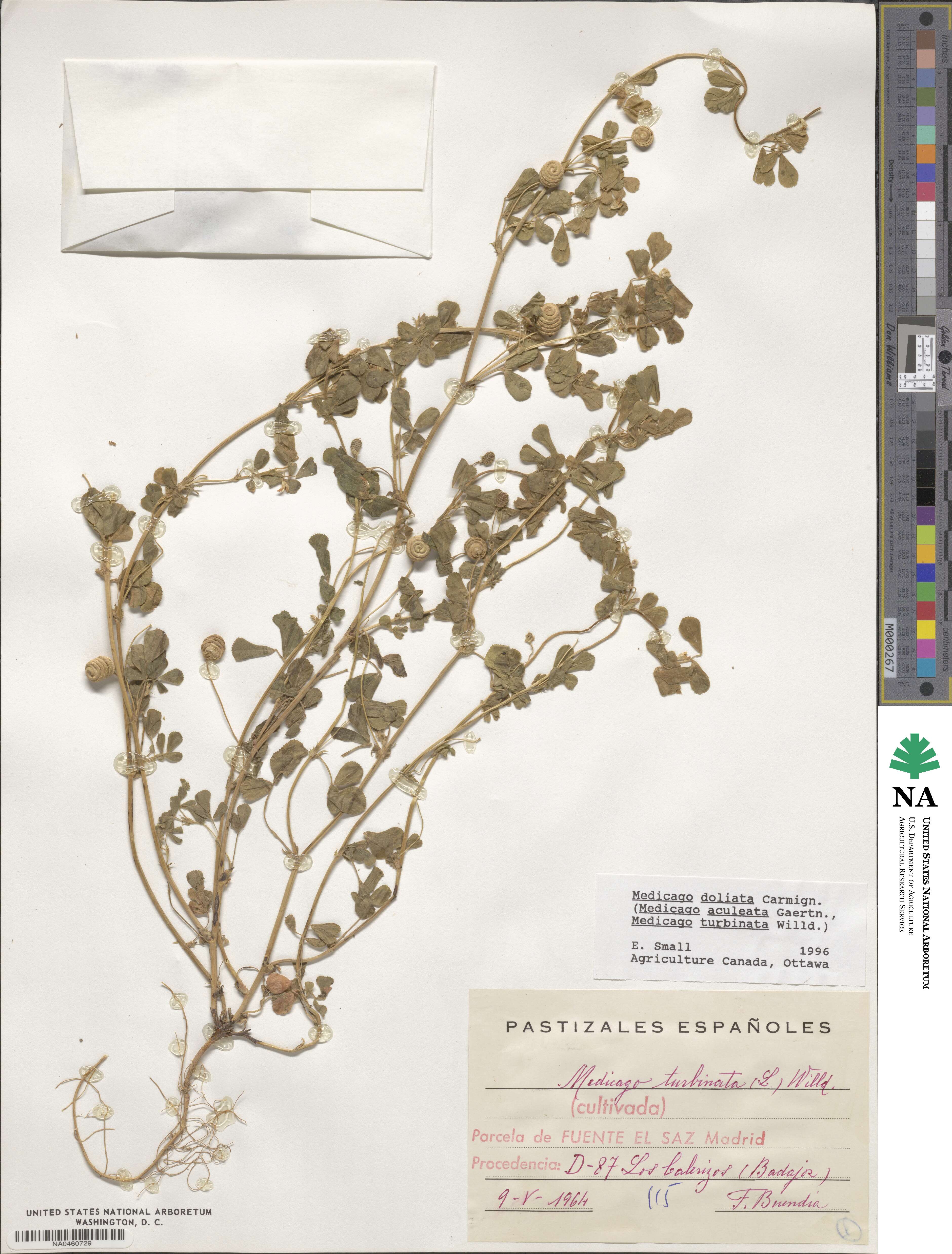 Medicago doliata image