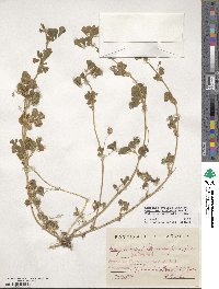 Medicago doliata image