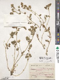 Medicago doliata image