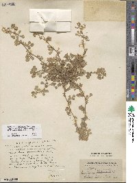 Medicago doliata image