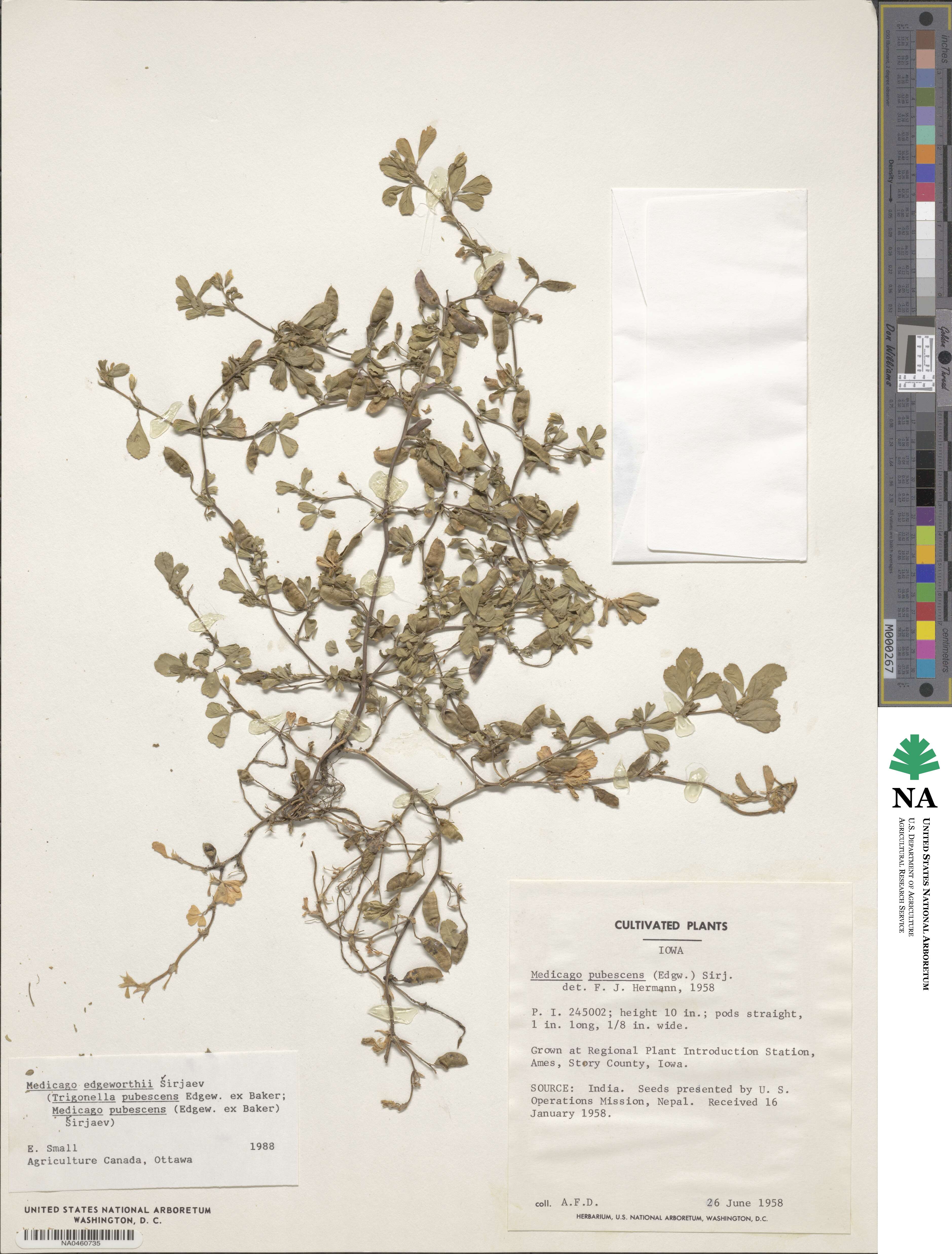Medicago edgeworthii image