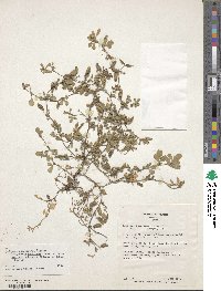 Medicago edgeworthii image