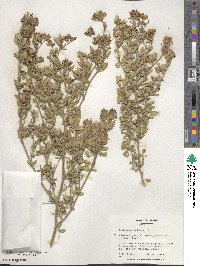 Medicago falcata image