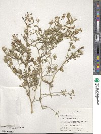 Medicago falcata image