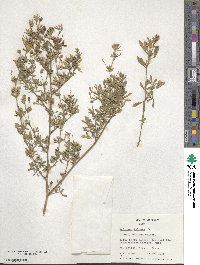 Medicago falcata image