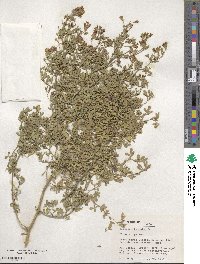 Medicago falcata image