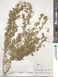 Medicago falcata image