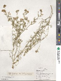 Medicago falcata image