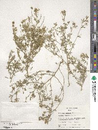 Medicago falcata image