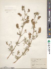 Medicago falcata image