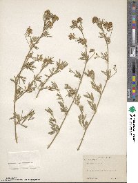 Medicago falcata image