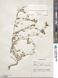 Medicago falcata image