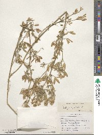 Medicago falcata image