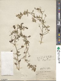 Medicago falcata image