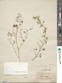 Medicago falcata image